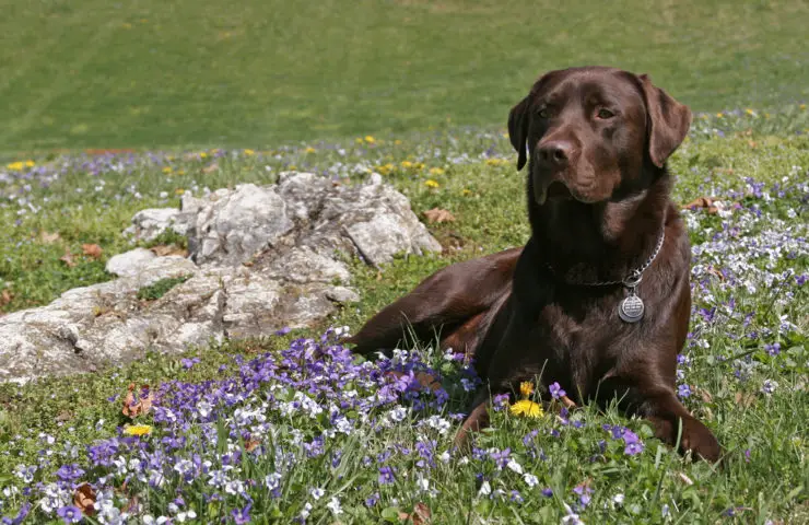 dog-aromatherapy-by-Graylight.jpg